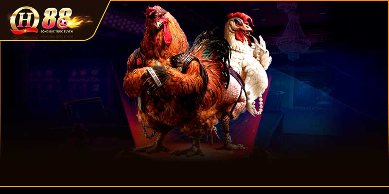 Giới Thiệu Về Đá Gà QH88